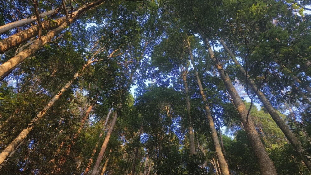 《林木科普》第三期：看一缕楠香，如何穿越历史烟云，诉说人与森林共生的智慧与责任